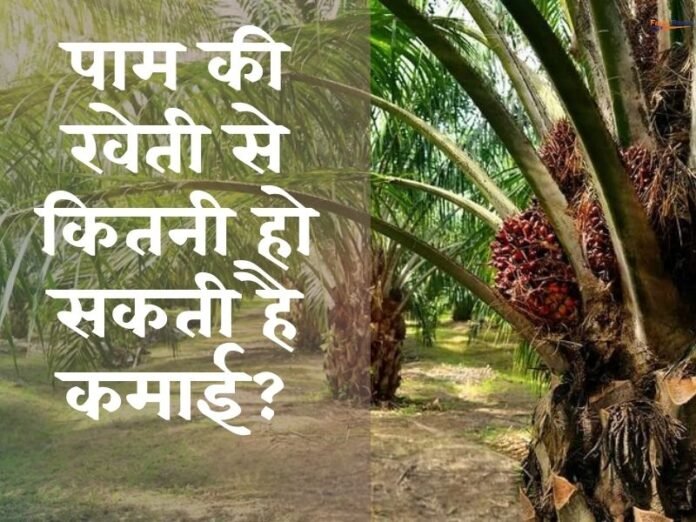 छत्तीसगढ़ में पाम की खेती – सरकारी सब्सिडी और लाखों की कमाई का मौका